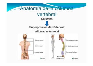Anatomía de la columna
      vertebral
           Columna

   Superposición de vértebras
      articuladas entre sí
 