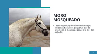 MORO
MOSQUEADO
• Restringe el pigmento de color negro
en zonas bastantes pequeñas que se
asemejan a moscas pegadas a la piel del
caballo.
34
 