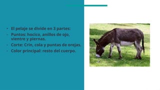• El pelaje se divide en 3 partes:
- Puntos: hocico, anillos de ojo,
vientre y piernas.
- Corte: Crin, cola y puntas de orejas.
- Color principal: resto del cuerpo.
 