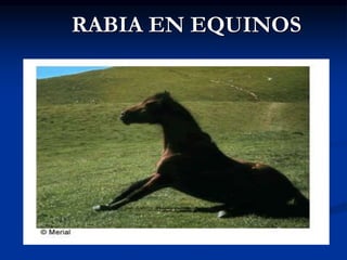 RABIA EN EQUINOS
 