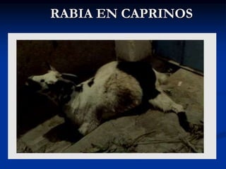 RABIA EN CAPRINOS
 