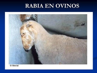 RABIA EN OVINOS
 