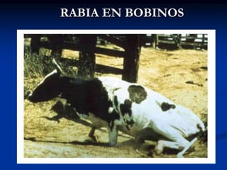 RABIA EN BOBINOS
 