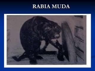 RABIA MUDA
 