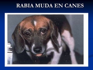 RABIA MUDA EN CANES
 