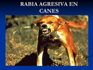 RABIA AGRESIVA EN
CANES
 