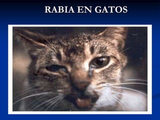 RABIA EN GATOS
 