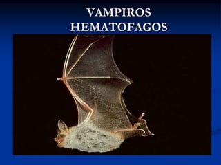 VAMPIROS
HEMATOFAGOS
 