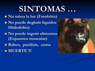 SINTOMAS …
 No tolera la luz (Fotofobia)
 No puede deglutir líquidos
Hidrofobia)
 No puede ingerir alimentos
(Espasmos muscular)
 Babeo, parálisis, coma
 MUERTE !!!
 