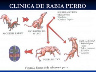 CLINICA DE RABIA PERRO
 