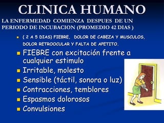 CLINICA HUMANO
 ( 2 A 5 DIAS) FIEBRE, DOLOR DE CABEZA Y MUSCULOS,
DOLOR RETROOCULAR Y FALTA DE APETITO.
 FIEBRE con excitación frente a
cualquier estimulo
 Irritable, molesto
 Sensible (táctil, sonora o luz)
 Contracciones, temblores
 Espasmos dolorosos
 Convulsiones
LA ENFERMEDAD COMIENZA DESPUES DE UN
PERIODO DE INCUBACION (PROMEDIO 42 DIAS )
 