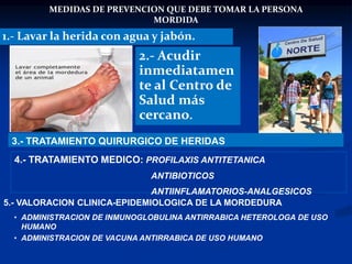 MEDIDAS DE PREVENCION QUE DEBE TOMAR LA PERSONA
MORDIDA
1.- Lavar la herida con agua y jabón.
4.- TRATAMIENTO MEDICO: PROFILAXIS ANTITETANICA
ANTIBIOTICOS
ANTIINFLAMATORIOS-ANALGESICOS
2.- Acudir
inmediatamen
te al Centro de
Salud más
cercano.
3.- TRATAMIENTO QUIRURGICO DE HERIDAS
5.- VALORACION CLINICA-EPIDEMIOLOGICA DE LA MORDEDURA
• ADMINISTRACION DE INMUNOGLOBULINA ANTIRRABICA HETEROLOGA DE USO
HUMANO
• ADMINISTRACION DE VACUNA ANTIRRABICA DE USO HUMANO
 