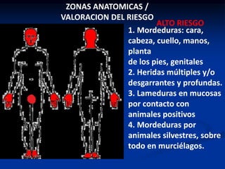 ZONAS ANATOMICAS /
VALORACION DEL RIESGO
ALTO RIESGO
1. Mordeduras: cara,
cabeza, cuello, manos,
planta
de los pies, genitales
2. Heridas múltiples y/o
desgarrantes y profundas.
3. Lameduras en mucosas
por contacto con
animales positivos
4. Mordeduras por
animales silvestres, sobre
todo en murciélagos.
 