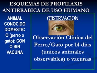 ESQUEMAS DE PROFILAXIS
ANTIRRABICA DE USO HUMANO
ANIMAL
CONOCIDO
DOMESTIC
O (perro o
gato): CON
O SIN
VACUNA
OBSERVACION
Observación Clínica del
Perro/Gato por 14 días
(únicos animales
observables) o vacunas
 