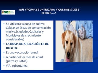 QUE VACUNA SE UNTILIZARA Y QUE DOSIS DEBE
RECIBIR….?.
 