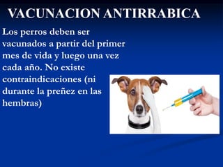 VACUNACION ANTIRRABICA
Los perros deben ser
vacunados a partir del primer
mes de vida y luego una vez
cada año. No existe
contraindicaciones (ni
durante la preñez en las
hembras)
 