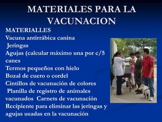 MATERIALES PARA LA
VACUNACION
MATERIALLES
Vacuna antirrábica canina
Jeringas
Agujas (calcular máximo una por c/5
canes
Termos pequeños con hielo
Bozal de cuero o cordel
Cintillos de vacunación de colores
Planilla de registro de animales
vacunados Carnets de vacunación
Recipiente para eliminar las jeringas y
agujas usadas en la vacunación
 