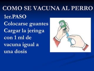 COMO SE VACUNA AL PERRO
1er.PASO
Colocarse guantes
Cargar la jeringa
con 1 ml de
vacuna igual a
una dosis
 