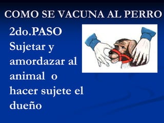 COMO SE VACUNA AL PERRO
2do.PASO
Sujetar y
amordazar al
animal o
hacer sujete el
dueño
 