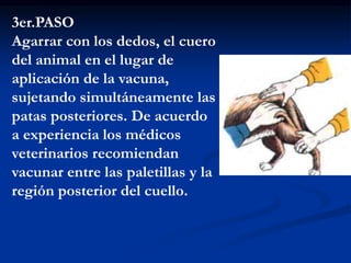 3er.PASO
Agarrar con los dedos, el cuero
del animal en el lugar de
aplicación de la vacuna,
sujetando simultáneamente las
patas posteriores. De acuerdo
a experiencia los médicos
veterinarios recomiendan
vacunar entre las paletillas y la
región posterior del cuello.
 