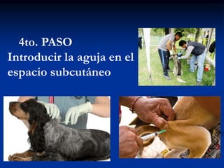 4to. PASO
Introducir la aguja en el
espacio subcutáneo
 