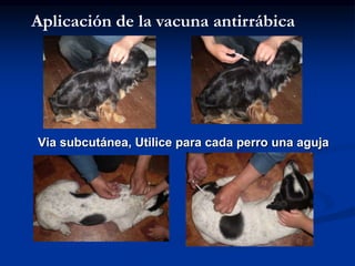 Aplicación de la vacuna antirrábica
Via subcutánea, Utilice para cada perro una aguja
 