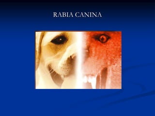 RABIA CANINA
 
