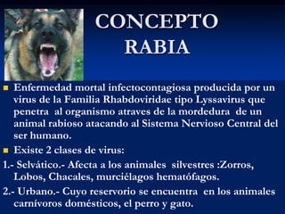 CONCEPTO
RABIA
 Enfermedad mortal infectocontagiosa producida por un
virus de la Familia Rhabdoviridae tipo Lyssavirus que
penetra al organismo atraves de la mordedura de un
animal rabioso atacando al Sistema Nervioso Central del
ser humano.
 Existe 2 clases de virus:
1.- Selvático.- Afecta a los animales silvestres :Zorros,
Lobos, Chacales, murciélagos hematófagos.
2.- Urbano.- Cuyo reservorio se encuentra en los animales
carnívoros domésticos, el perro y gato.
 