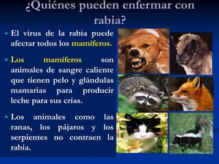 ¿Quiénes pueden enfermar con
rabia?
 El virus de la rabia puede
afectar todos los mamíferos.
 Los mamíferos son
animales de sangre caliente
que tienen pelo y glándulas
mamarias para producir
leche para sus crías.
 Los animales como las
ranas, los pájaros y los
serpientes no contraen la
rabia.
 