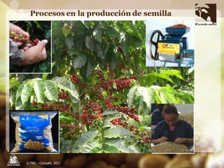 Taller semillas 2011 Carlos Gonzalo Mejia