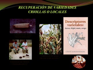 Taller semillas 2011 Guillermo Giraldo