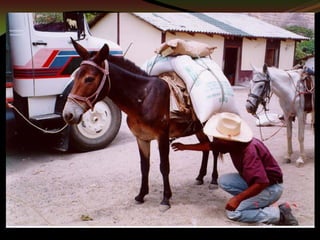 Taller semillas 2011 Guillermo Giraldo