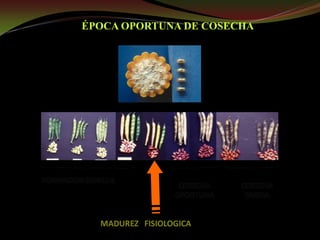 Taller semillas 2011 Guillermo Giraldo