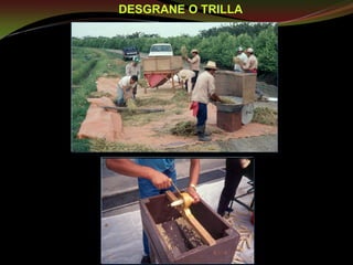 Taller semillas 2011 Guillermo Giraldo