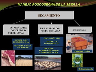 Taller semillas 2011 Guillermo Giraldo