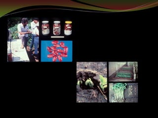 Taller semillas 2011 Guillermo Giraldo