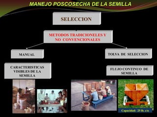 Taller semillas 2011 Guillermo Giraldo