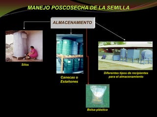 Taller semillas 2011 Guillermo Giraldo