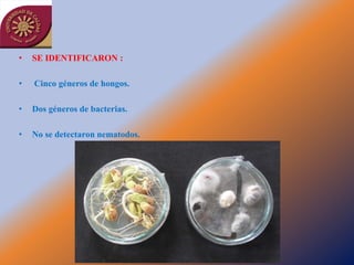 •   SE IDENTIFICARON :

•   Cinco géneros de hongos.

•   Dos géneros de bacterias.

•   No se detectaron nematodos.
 