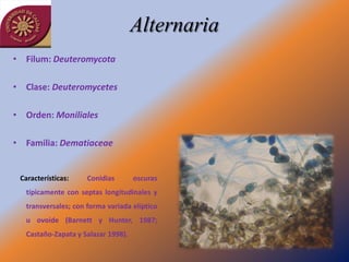 Alternaria
• Filum: Deuteromycota

• Clase: Deuteromycetes

• Orden: Moniliales

• Familia: Dematiaceae


 Características:    Conidias       oscuras
  típicamente con septas longitudinales y
  transversales; con forma variada elíptico
  u ovoide (Barnett y Hunter, 1987;
  Castaño-Zapata y Salazar 1998).
 