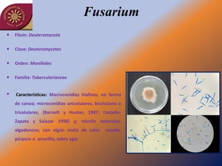 Fusarium
   Filum: Deuteromycota

   Clase: Deuteromycetes

   Orden: Moniliales

   Familia: Tuberculariaceae


   Características: Macroconidias hialinas, en forma
    de canoa; microconidias unicelulares, bicelulares o
    tricelulares, (Barnett y Hunter, 1987; Castaño-
    Zapata y Salazar 1998) y; micelio extensivo,
    algodonoso, con algún matiz de color       rosado,
    púrpura o amarillo, sobre agar
 
