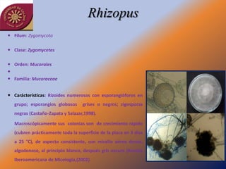 Rhizopus
 Filum: Zygomycota

 Clase: Zygomycetes

 Orden: Mucorales

 Familia: Mucoraceae


 Carácterísticas: Rizoides numerosos con esporangióforos en
  grupo; esporangios globosos     grises o negros; zigosporas
  negras (Castaño-Zapata y Salazar,1998).

   Macroscópicamente sus colonias son de crecimiento rápido
  (cubren prácticamente toda la superficie de la placa en 3 días
  a 25 °C), de aspecto consistente, con micelio aéreo denso,
  algodonoso, al principio blanco, después gris oscuro (Revista
  Iberoamericana de Micología,(2002).
 