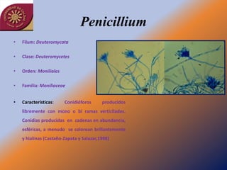 Penicillium
•   Filum: Deuteromycota

•   Clase: Deuteromycetes

•   Orden: Moniliales

•   Familia: Moniliaceae


•   Características:    Conidióforos      producidos
    libremente con mono o bi ramas verticiladas.
    Conidias producidas en cadenas en abundancia,
    esféricas, a menudo se colorean brillantemente
    y hialinas (Castaño-Zapata y Salazar,1998)
 