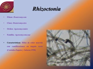 Rhizoctonia
•   Filum: Deuteromycota

•   Clase: Deuteromycetes

•   Orden: Agonomycetales

•   Familia: Agonomycetaceae


•   Características: Hifas de color marrón
    con ramificaciones en ángulo recto
    (Castaño-Zapata y Salazar,1998)
 