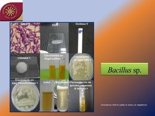 Gram +                   KOH -           Oxidasa V




                     Crecimiento en           Crecimiento
   Catalasa +        Hugh-Leifson +           en agar YDC +




  Crecimiento en
agar Pseudomonas +   Indol -     Movilidad + Fermentación de
                                            gucosa, sacarosa
                                                & lactosa +




                                                               Schanathorst (1954) B. subtilis, B. cereus y B. megatherium
 