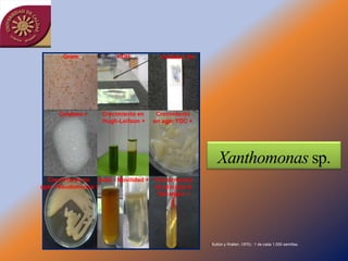 Gram -           KOH +         Oxidasa D+




     Catalasa +    Crecimiento en    Crecimiento
                   Hugh-Leifson +   en agar YDC +




  Crecimiento en Indol - Movilidad + Fermentación
agar Pseudomonas +                   de glucosa &
                                      Sacarosa +




                                                    (Sutton y Wallen ,1970).: 1 de cada 1.000 semillas.
 
