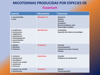 MICOTOXINAS PRODUCIDAS POR ESPECIES DE
                Fusarium
Especie                     Micotoxina       Síntomas
F. sporotrichoides          Micotoxina T-2   Hamaturia
F. poae                                      Vómitos
                                             Anorexia
                                             Leucopenia
                                             Necrosis hepática y renal
                                             Hemorragias múltiples
F. proliferatum             Moniliformina    Cardiopatías
F. avenacearum                               Supresión del sistema inmunológico
F. subglutinans
F. graminearum
F. chlamydosporium
F. sporotrichoides
F. culmorum
F. equiseti                 Tricoticenos     Anorexia
F. lateritium                                Inmunosupresión
F. tricinctum                                Irritación de la piel y mucosas
                                             Vómitos


F. culmorum                 Zearalenona      Anorexia
F. graminearum                               Problemas de reproducción
F. moniliforme
F. roseum f.sp. cerealis
F. semitectum
F. tricinctum
F. roseum f, sp. cerealis   Vomitoxina       Abortos
F. graminearum                               Inmunosupresióm
 