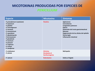 MICOTOXINAS PRODUCIDAS POR ESPECIES DE
                         PENICILLIUM

Especie                      Micotoxina      Síntomas
P. griseofulvum (=patulum)   Patulina        Agitaciones
P. expansum                                  Convulsiones
P. gladioli                                  Congestión pulmonar
P. sclerotigenum                             Edema
P. carneum                                   Distensión del tracto gastrointestinal
P. concentricum                              Náuseas
P. coprobium                                 Degeneración de las células del epitelio
P. dipodomycola                              Hemorragia
P. formosanum                                Inflamación intestinal
P. glandicola
P. marinum
P. paneum
P. vulpinum
P. urticae
P. claviforme
P. viridicatum               Citrinina       Nefropatía
P. citrinin                  Ocratoxina A
                             Xanthomegnina
P. rubrum                    Rubratoxina     Daños al hígado
 