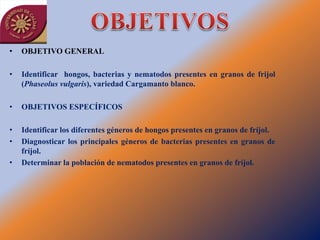 •   OBJETIVO GENERAL

•   Identificar hongos, bacterias y nematodos presentes en granos de frijol
    (Phaseolus vulgaris), variedad Cargamanto blanco.

•   OBJETIVOS ESPECÍFICOS

•   Identificar los diferentes géneros de hongos presentes en granos de fríjol.
•   Diagnosticar los principales géneros de bacterias presentes en granos de
    fríjol.
•   Determinar la población de nematodos presentes en granos de fríjol.
 