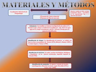 Muestra: semillas de frijol variedad
Localización: laboratorio de
                                                                                                             Cargamanto blanco, procedentes
       Fitopatología                                                                                         de un supermercado tipo A y
                                                                                                             supermercado tipo B
                                                   125 granos de Centro comercial
                                                   125 granos de Plaza de mercado




                                Aislamiento: Las semillas se trataron con hipoclorito de sodio al 1%
                               durante 2 min y luego se sembraron 5 semillas por caja Petri con agar-
                                 agua al 2%, luego se incubaron a 20-25 C durante 4-8 días para la
                                                       posterior identificación




                               Identificación de hongos. La identificación de géneros se realizó con
                               base en claves taxonómicas de Streets (1972), Barnett y Hunter (1987) y
                               Castaño-Zapata y Salazar (1998).




                                Identificación de bacterias. Se realizó pruebas morfológicas, fisiológicas
                                y bioquímicas de los géneros encontrados, siguiendo esquema de
                                Schaad (1968).




                                     Identificación de nematodos: Se siguió el método de licuado,
                                     centrifugación y flotación en azúcar, según Meredith (1973) y
                                                          Araya et al.. (1995).
 